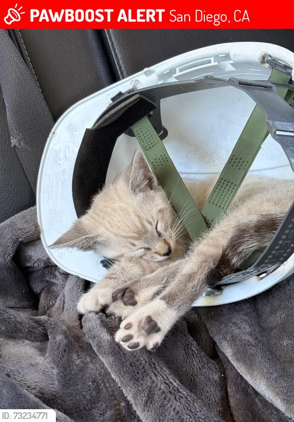 Lost Male Cat last seen Waterridge circle & Lusk, San Diego, CA 92121