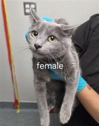 Shelter Stray Female Cat last seen , 201 S Mt Vernon Ave, Bakersfield, CA 93307, USA