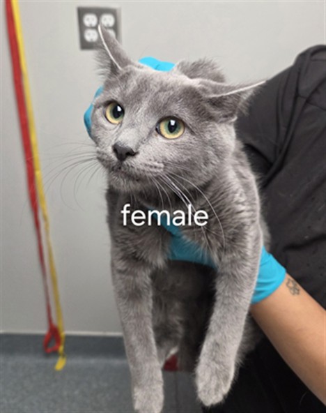 Shelter Stray Female Cat last seen , 201 S Mt Vernon Ave, Bakersfield, CA 93307, USA