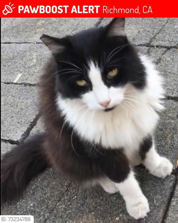 Lost Female Cat last seen Near Lassen Street, Richmond, CA 94805