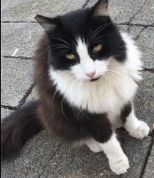 Lost Female Cat last seen Near Lassen Street, Richmond, CA 94805