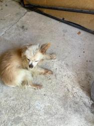 Reunited Unknown Dog last seen North Belt Line Road & Barnes Bridge, Mesquite, TX 75150