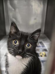 Shelter Stray Unknown Cat last seen , West Valley Animal Shelter, 20655 Plummer St, Chatsworth, CA 91311, USA