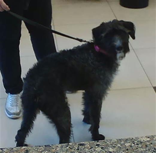 Shelter Stray Female Dog last seen MOOG AND WINDHAM, 19640 Dogpatch Ln, Land O' Lakes, FL 34638, USA