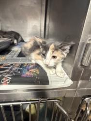 Shelter Stray Female Cat last seen , West Valley Animal Shelter, 20655 Plummer St, Chatsworth, CA 91311, USA