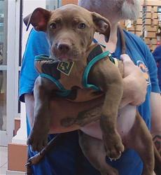 Shelter Stray Female Dog last seen MOOG AND WINDHAM, 19640 Dogpatch Ln, Land O' Lakes, FL 34638, USA