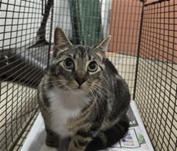 Shelter Stray Female Cat last seen , West Valley Animal Shelter, 20655 Plummer St, Chatsworth, CA 91311, USA