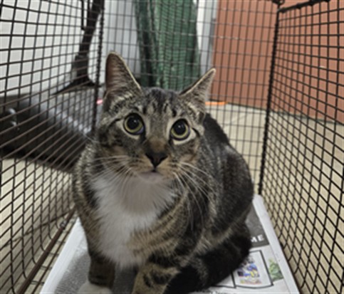 Shelter Stray Female Cat last seen , West Valley Animal Shelter, 20655 Plummer St, Chatsworth, CA 91311, USA