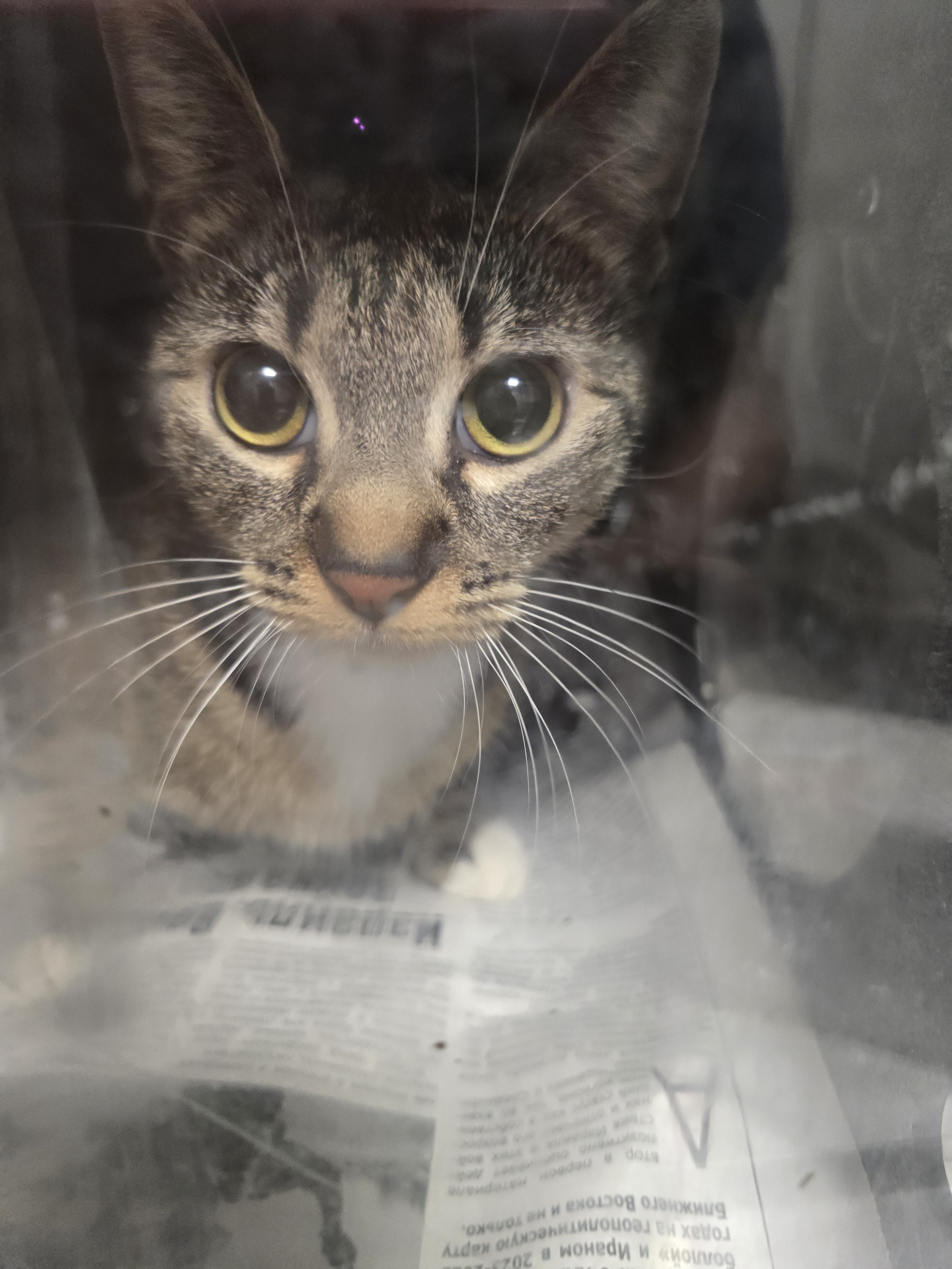 Shelter Stray Female Cat last seen , West Valley Animal Shelter, 20655 Plummer St, Chatsworth, CA 91311, USA