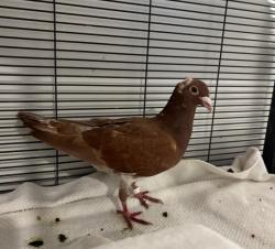Shelter Stray Unknown Bird last seen BLANKEN/GILLET, 1419 Bryant St, San Francisco, CA 94103, USA