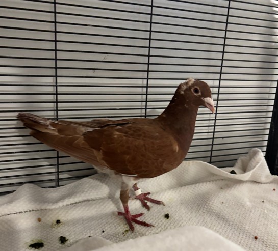 Shelter Stray Unknown Bird last seen BLANKEN/GILLET, 1419 Bryant St, San Francisco, CA 94103, USA