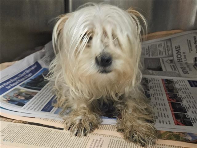 Shelter Stray Female Dog last seen , 14409 Vanowen St, Van Nuys, CA 91405, USA