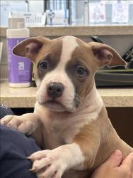 Shelter Stray Female Dog last seen , 957 N Gaffey St, San Pedro, CA 90731, USA