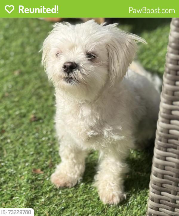 Reunited Female Dog last seen NE SEVENTH STREET/HOQUIAM AVE, Renton, WA 98058