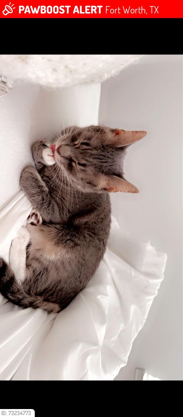 Lost Female Cat last seen Walden wood dr and milby oaks dr Fort Worth, Fort Worth, TX 76244