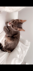 Lost Female Cat last seen Walden wood dr and milby oaks dr Fort Worth, Fort Worth, TX 76244