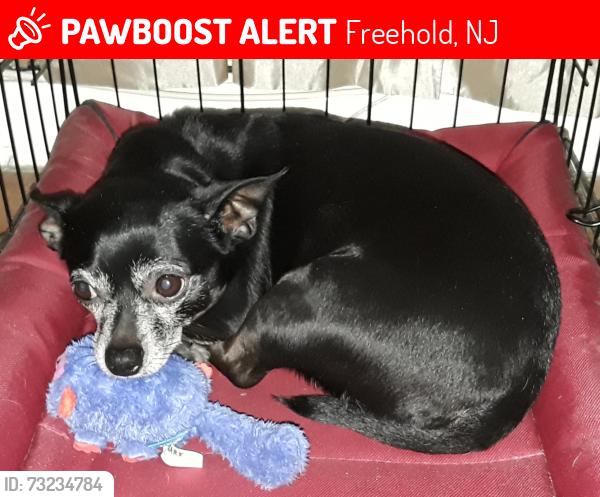 Lost Male Dog last seen Wynnewood Drive, Freehold, NJ 07728