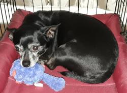 Lost Male Dog last seen Wynnewood Drive, Freehold, NJ 07728