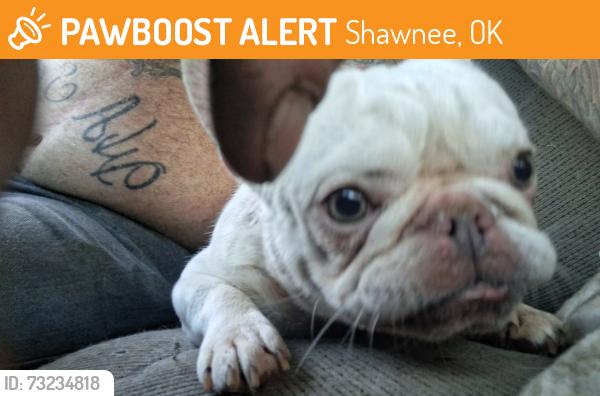 Found/Stray Male Dog last seen Shawnee, Shawnee, OK 74801