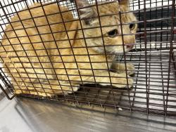 Shelter Stray Male Cat last seen , 11361 W Pico Blvd, Los Angeles, CA 90064, USA