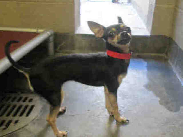Shelter Stray Female Dog last seen , 3201 Lacy St, Los Angeles, CA 90031, USA