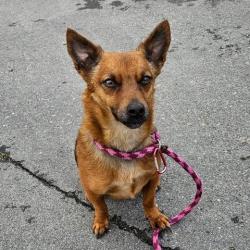 Shelter Stray Male Dog last seen , 600 Aviation Dr, Camarillo, CA 93010, USA