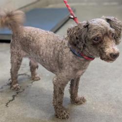 Shelter Stray Male Dog last seen , 600 Aviation Dr, Camarillo, CA 93010, USA