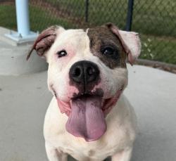 Shelter Stray Male Dog last seen CHARLOTTE, 8315 Byrum Dr, Charlotte, NC 28217, USA