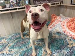 Shelter Stray Female Dog last seen CHARLOTTE, 8315 Byrum Dr, Charlotte, NC 28217, USA