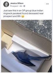 Found/Stray Unknown Bird last seen West Prospect Road (NW 44th St) and Northwest 31st Avenue, Fort Lauderdale, FL 33309