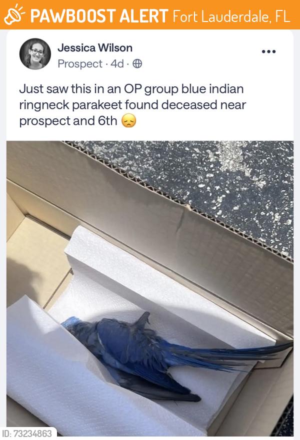 Found/Stray Unknown Bird last seen West Prospect Road (NW 44th St) and Northwest 31st Avenue, Fort Lauderdale, FL 33309