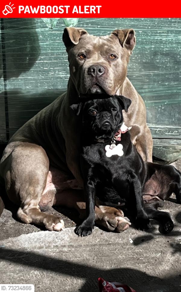 Lost Male Dog last seen Renault and la seda or Nogales high school, South San Jose Hills, CA 91744