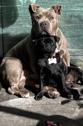 Lost Male Dog last seen Renault and la seda or Nogales high school, South San Jose Hills, CA 91744