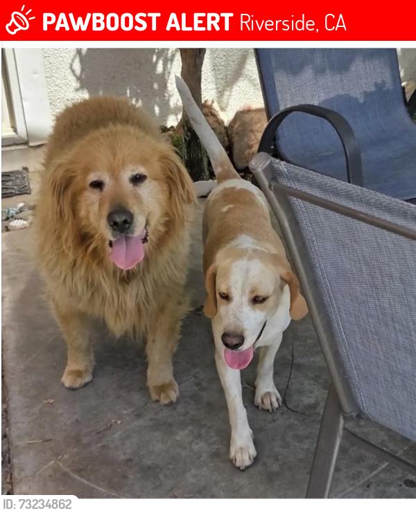 Lost Male Dog last seen Jones Ave, Riverside, CA 92505