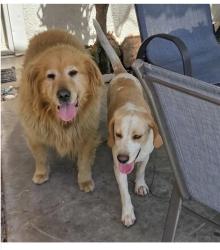 Lost Male Dog last seen Jones Ave, Riverside, CA 92505