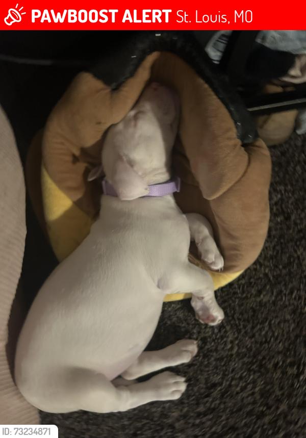 Lost Female Dog last seen Miami and tennesse, St. Louis, MO 63118