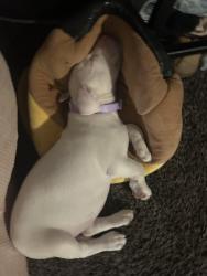 Lost Female Dog last seen Miami and tennesse, St. Louis, MO 63118