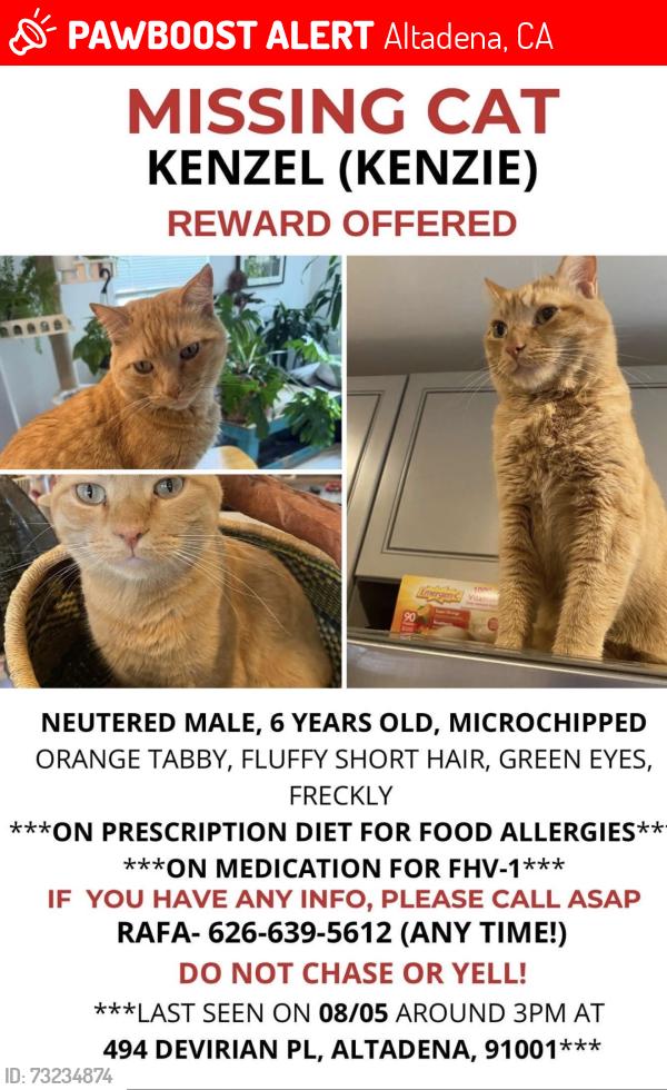 Lost Male Cat last seen Lincoln and Calanda, Altadena, CA 91001