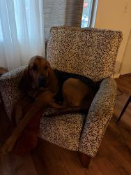 Lost Female Dog last seen Corner of S State and Crane st, Alma, MI 48801