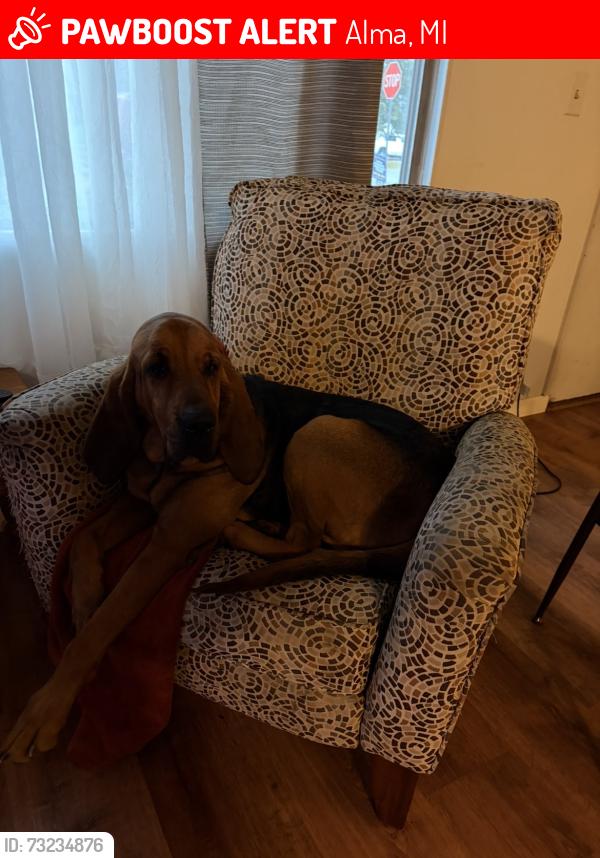 Lost Female Dog last seen Corner of S State and Crane st, Alma, MI 48801