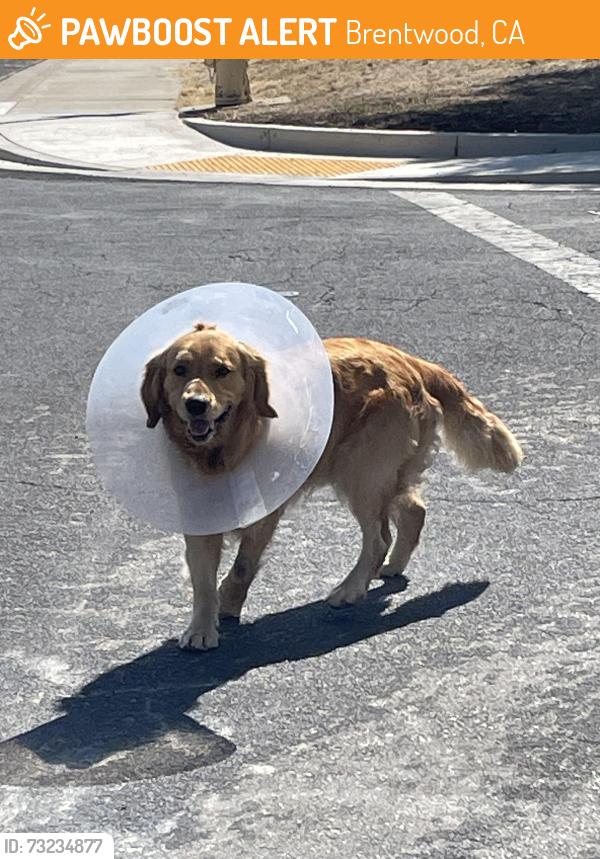 Found/Stray Male Dog last seen Center Avenue & Peachwillow, Brentwood, CA 94513