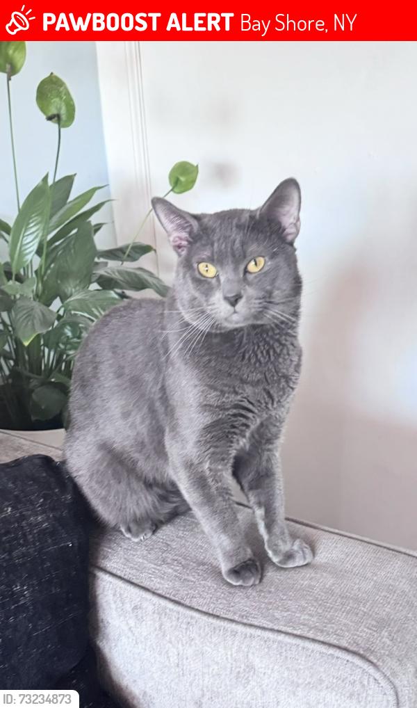 Lost Male Cat last seen Union boulevard, bay shore ny 11706, Bay Shore, NY 11706