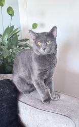 Lost Male Cat last seen Union boulevard, bay shore ny 11706, Bay Shore, NY 11706