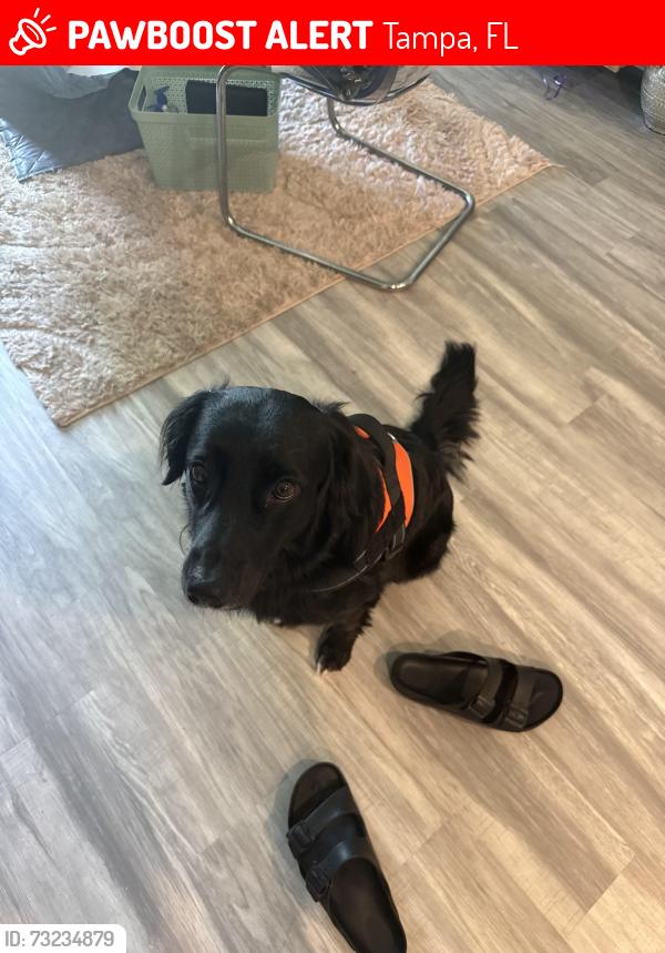 Lost Male Dog last seen Tampa Palms Stanford place sub, Tampa, FL 33647