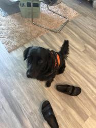 Lost Male Dog last seen Tampa Palms Stanford place sub, Tampa, FL 33647