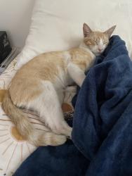 Found/Stray Male Cat last seen Indian Hill, Claremont, CA 91711