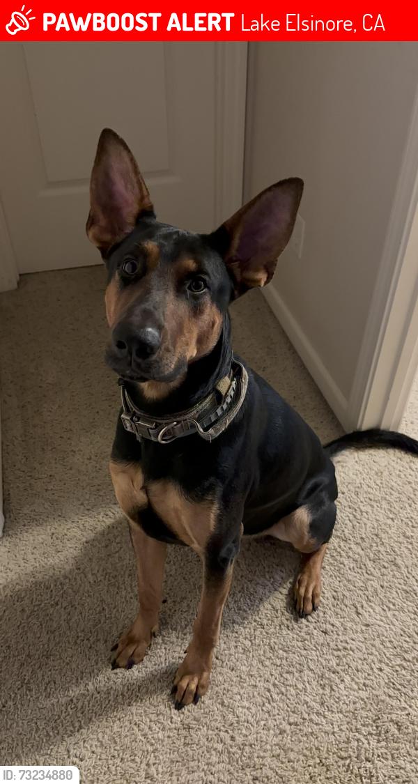 Lost Male Dog last seen Canyon hills Road and Hilltop Drive, Lake Elsinore, CA 92532