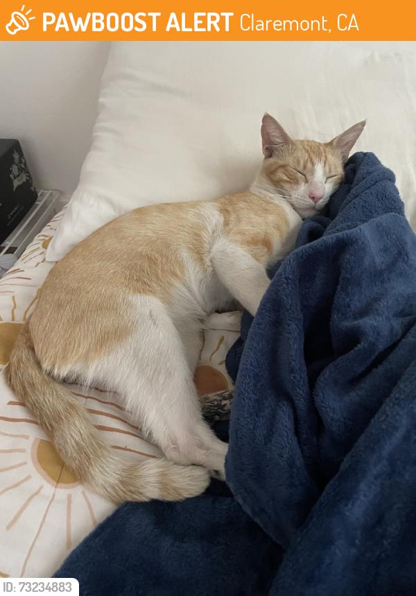 Found/Stray Male Cat last seen Indian Hill, Claremont, CA 91711