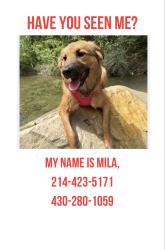 Reunited Female Dog last seen Near Touraine Dr, Frisco, TX 75034, USA, Frisco, TX 75034