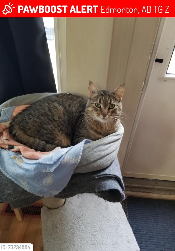 Lost Male Cat last seen Near ave 92 st, Edmonton, AB T5G 0Z4